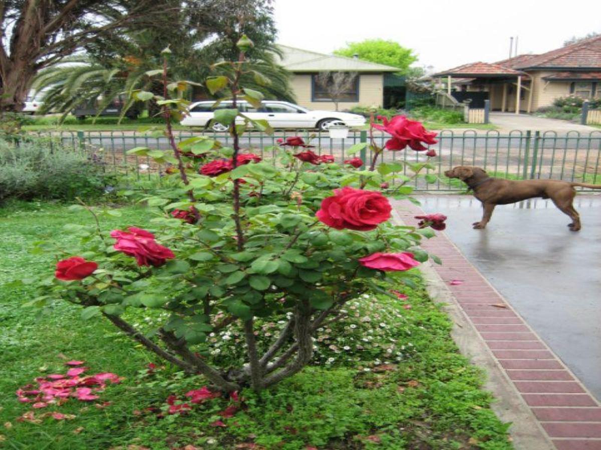 18 Byrne Street, Benalla