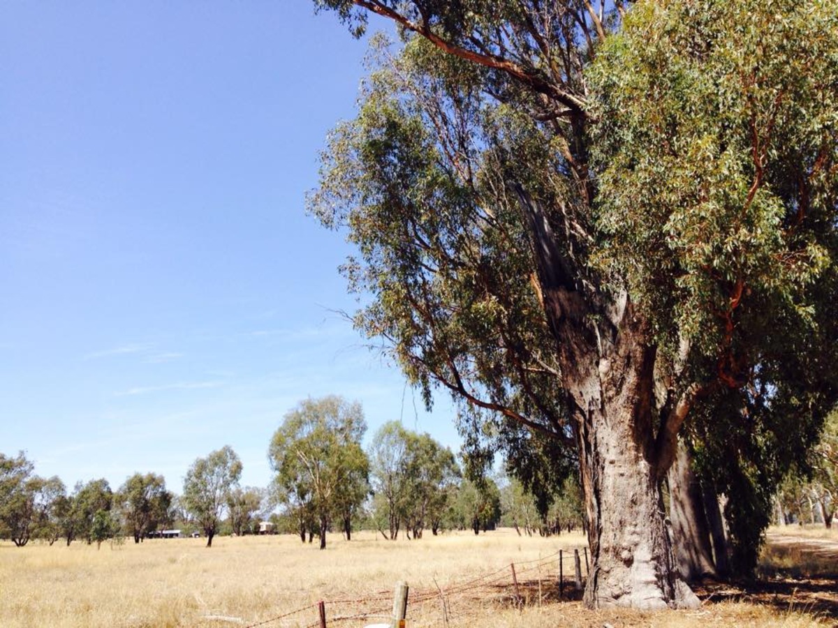 Lot 1, Baddaginie-Benalla Road, Baddaginnie