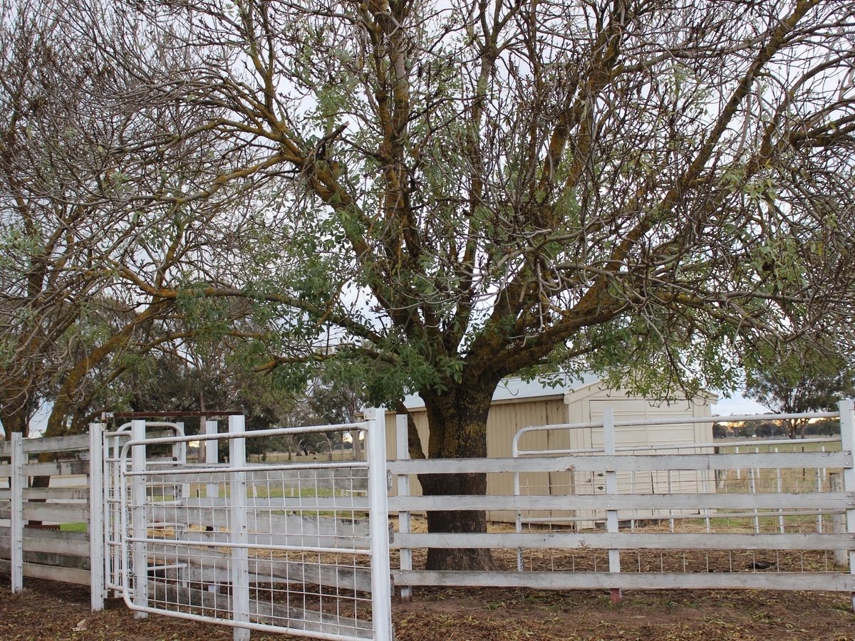 196 Hunter Road, Benalla