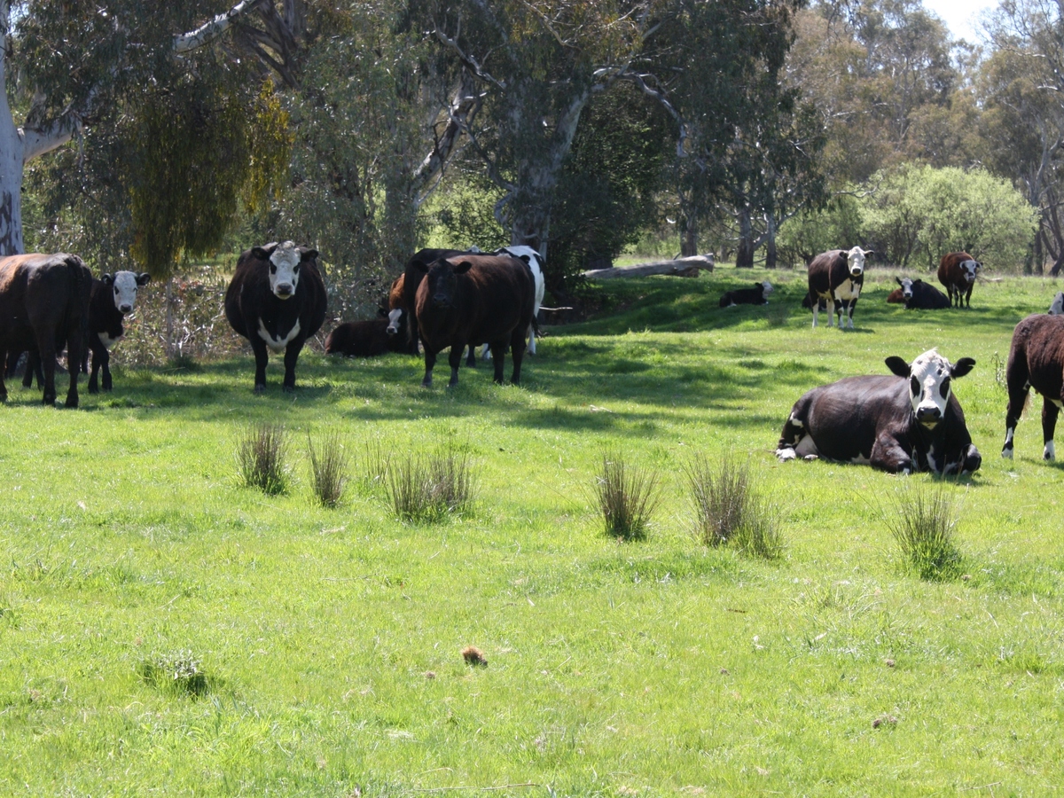 619 Mansfield Road, Benalla