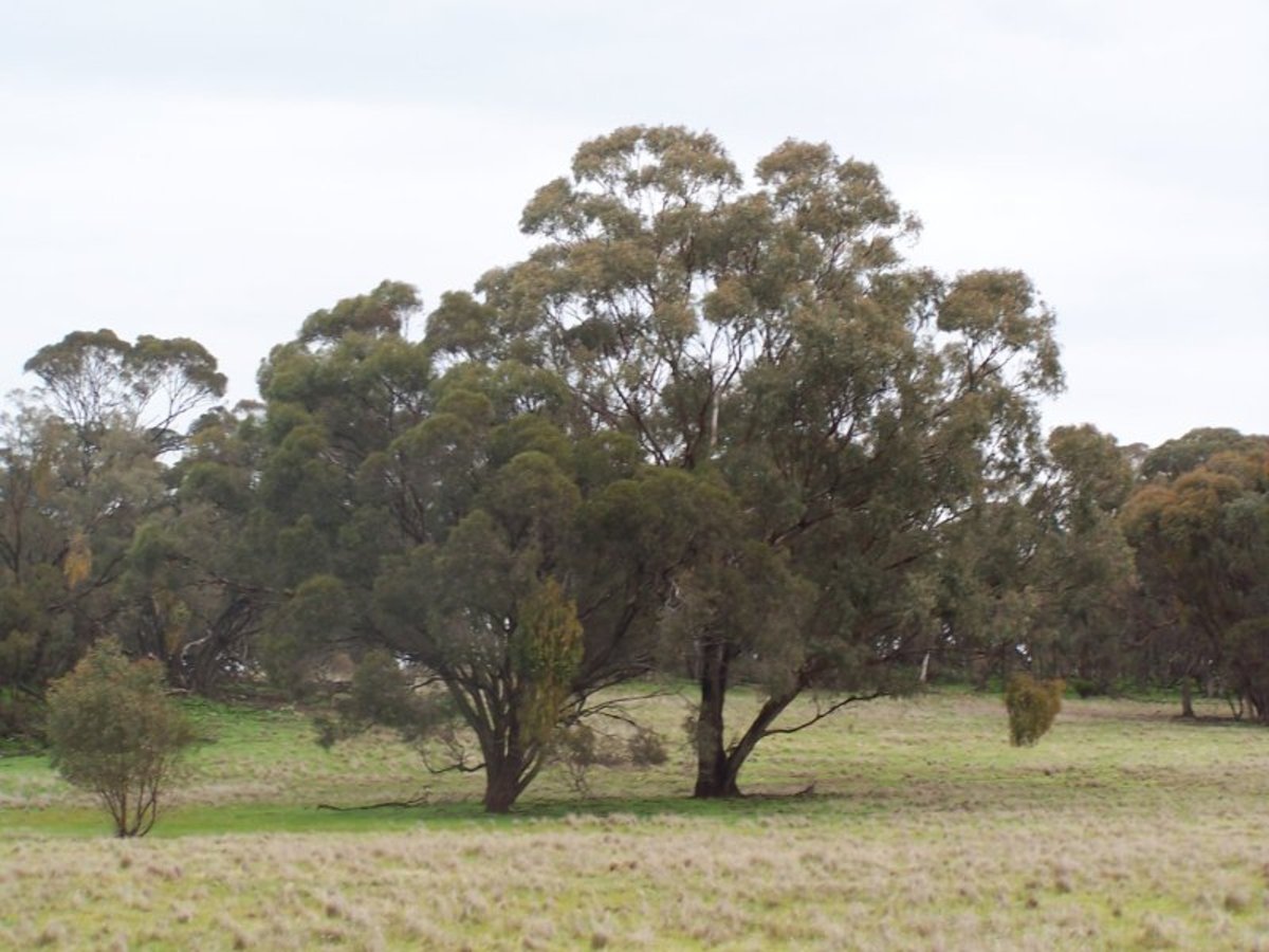 Wychitella F.P. Nevins & Co. Real Estate Inglewood