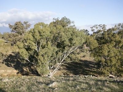 Branding Yards Lane, Heathcote