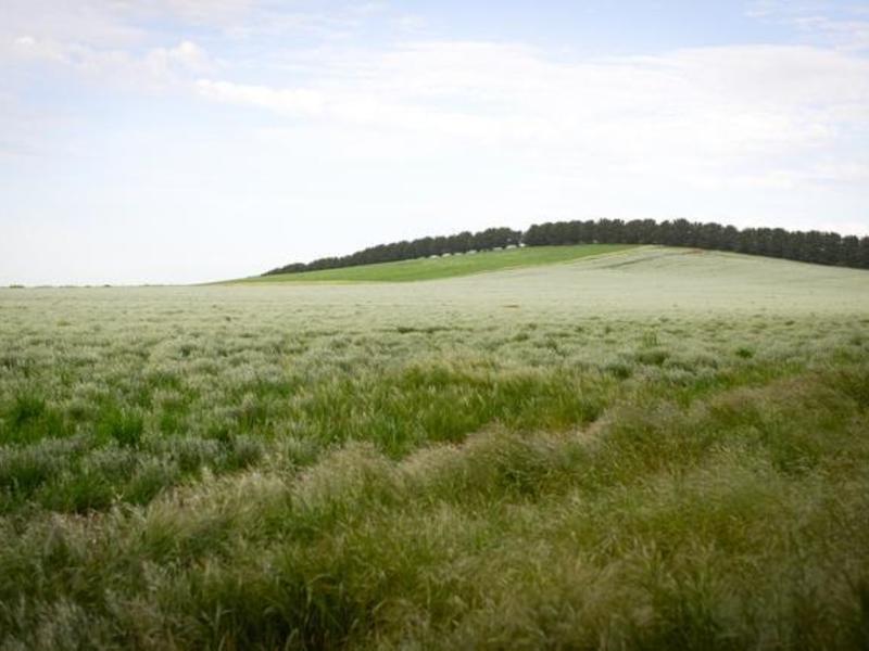 Cnr Sunraysia Highway and Morton Street, Learmonth