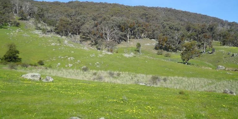 Horse Gully Road, Violet Town