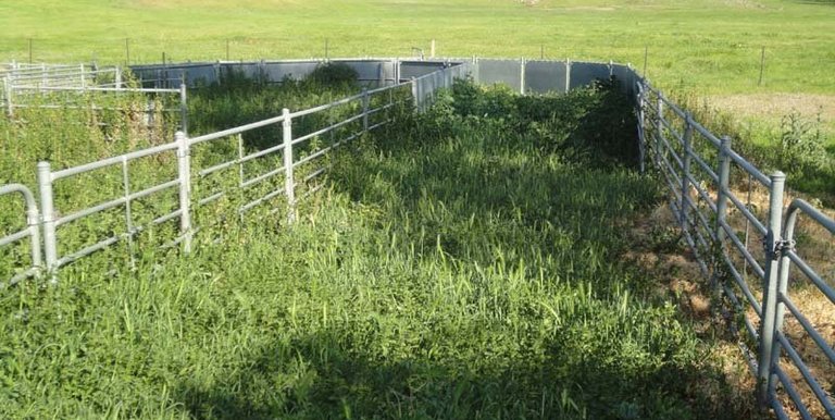 Horse Gully Road, Violet Town