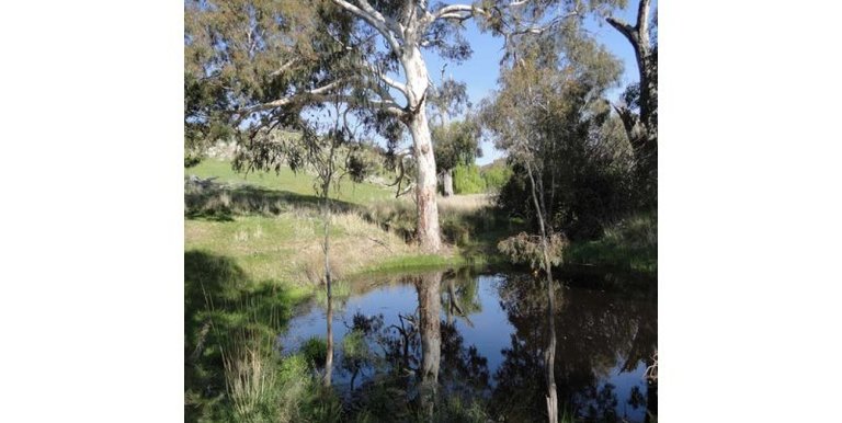 Horse Gully Road, Violet Town