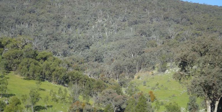 Horse Gully Road, Violet Town