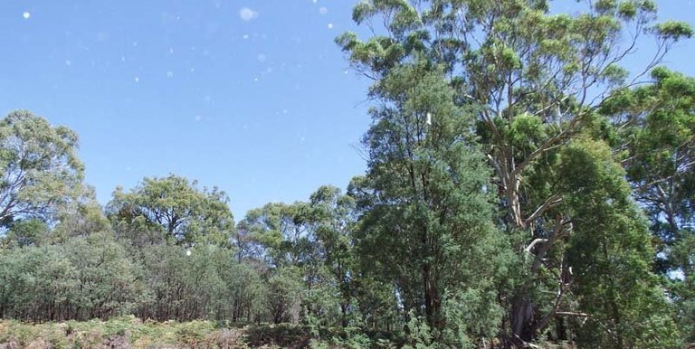 Marmo Lane Marraweeny, Strathbogie