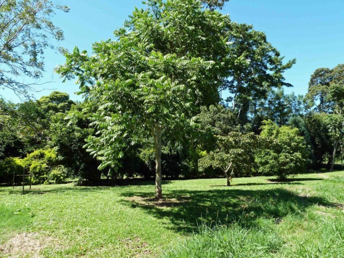 Atherton