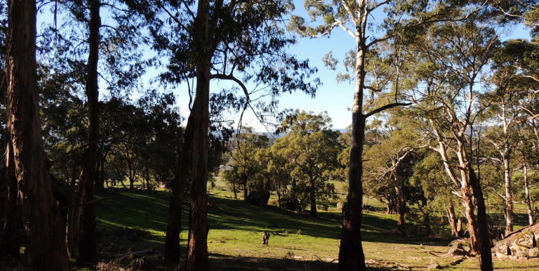 339 Kippings Road, Strathbogie