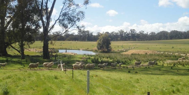 Lamonts Road, Violet Town
