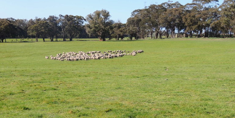 276 Kelvin View Road Kelvin View, Euroa