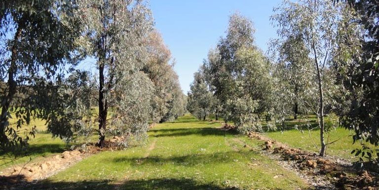 886 Downs Road, Violet Town