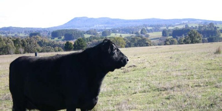 123 School Camp Lane, Strathbogie