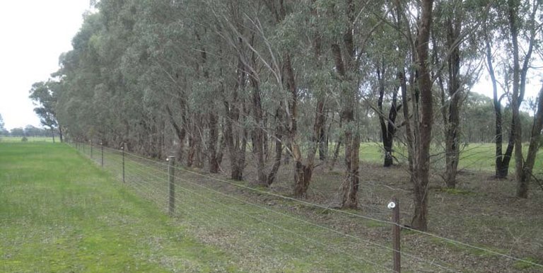 Nalinga Road, Violet Town