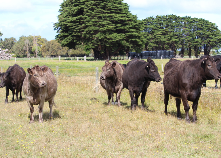 8729 Princes Highway, Portland