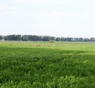 Cnr Sunraysia Highway and Morton Street, Learmonth