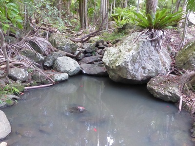 701 Left Bank Rd, Mullumbimby