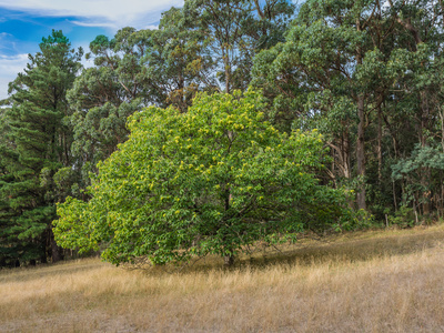 80 Turner Avenue, Woodend