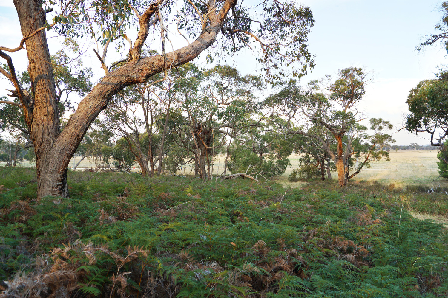 Lot 7 /135 John McPhees Drive, Toolondo