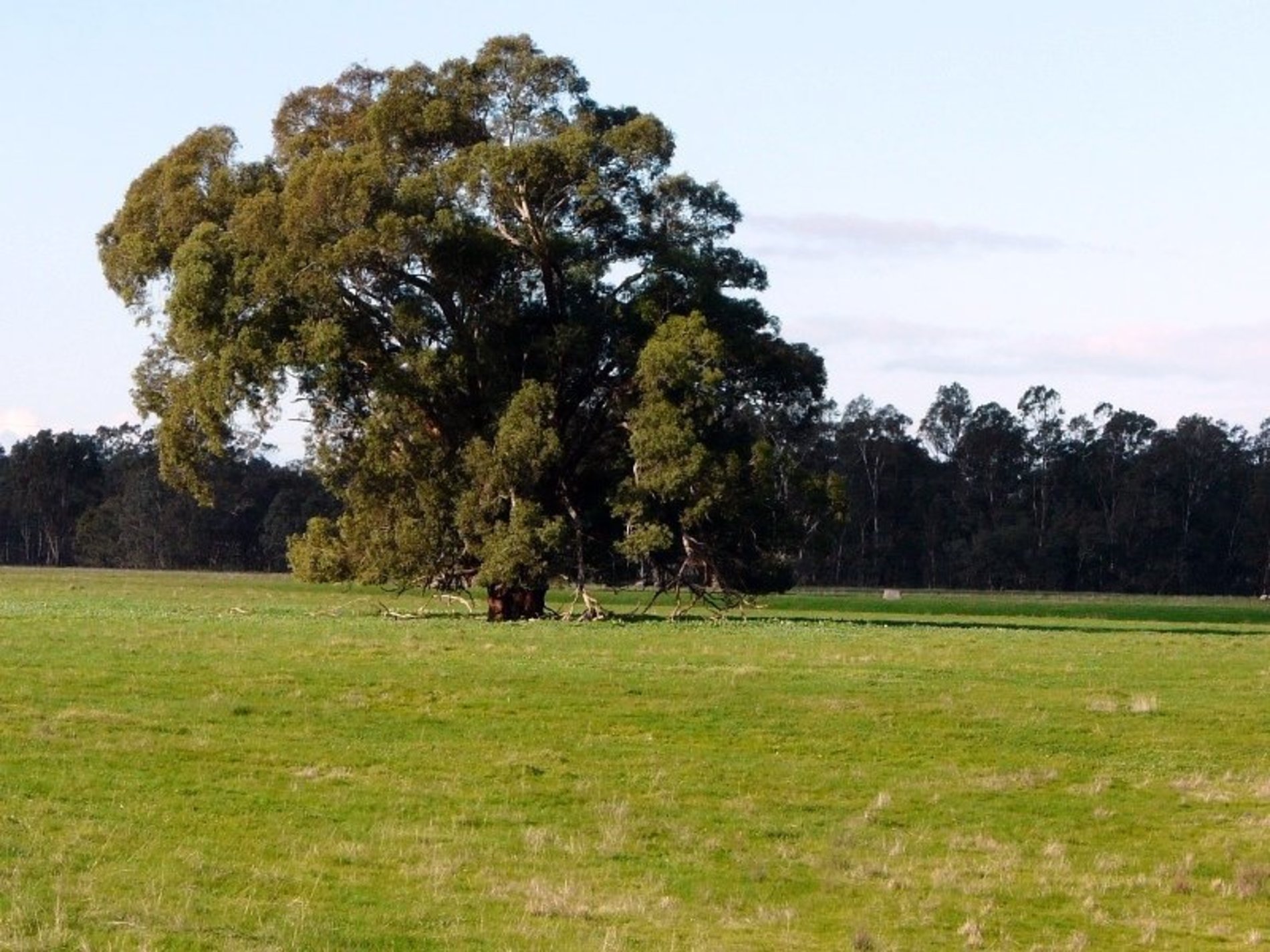 Costerfield-Graytown Road, Graytown