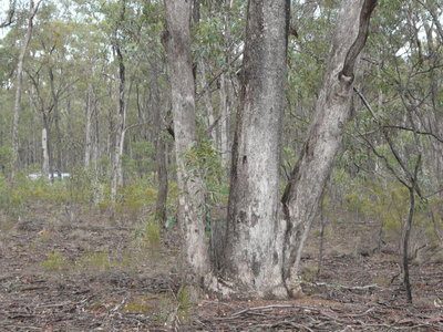Lot 9, Cherry Tree Road, Bailieston