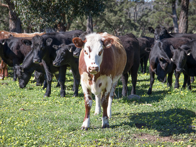 Lot 78E1, 326 Martins Road, Nulla Vale