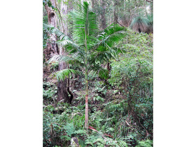 449 Mt Faulk Road, Cooranbong