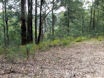 449 Mt Faulk Road, Cooranbong