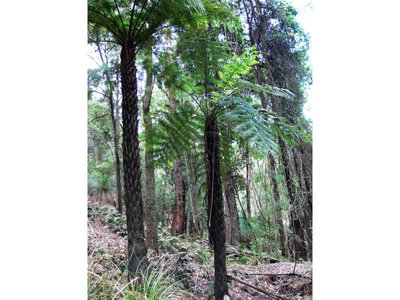 449 Mt Faulk Road, Cooranbong