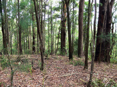 449 Mt Faulk Road, Cooranbong