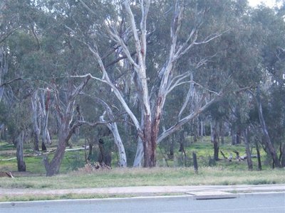 Shepparton