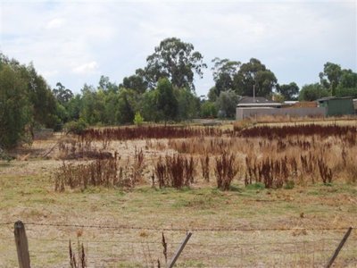 Tatura