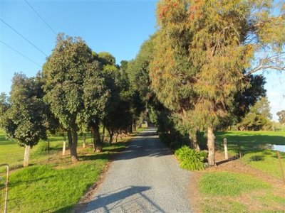 Ardmona