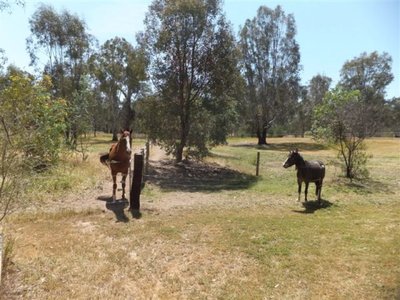Kialla East