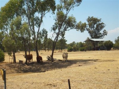 Numurkah