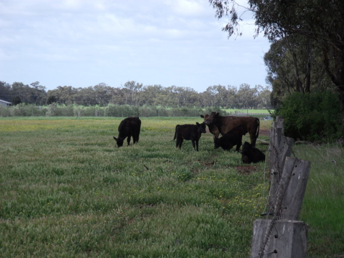 Chamberlain's Road, Inglewood
