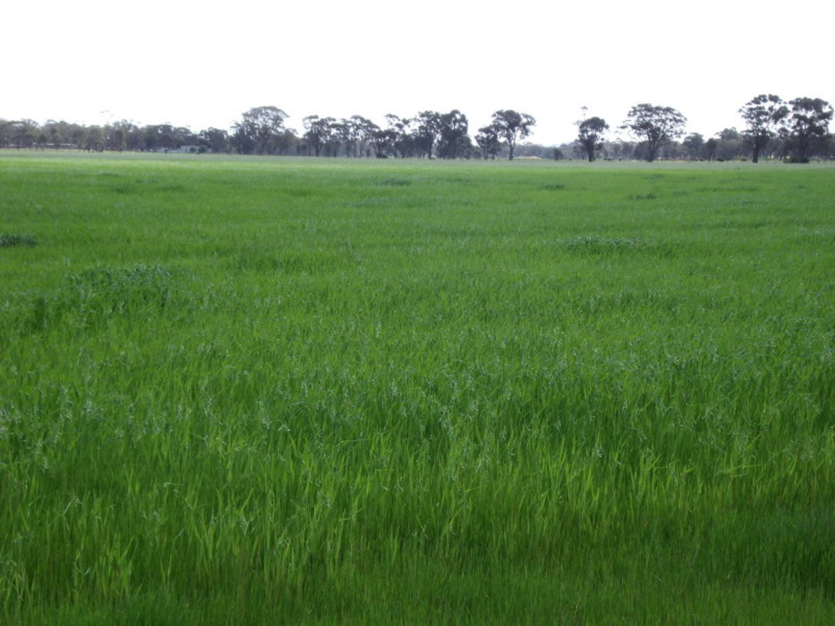 Chamberlain's Road, Inglewood