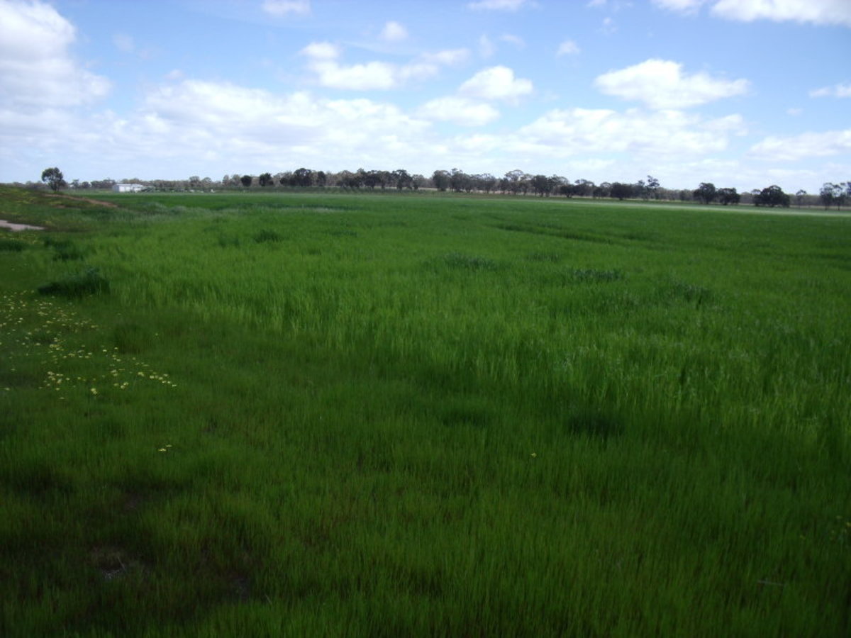 Chamberlain's Road, Inglewood