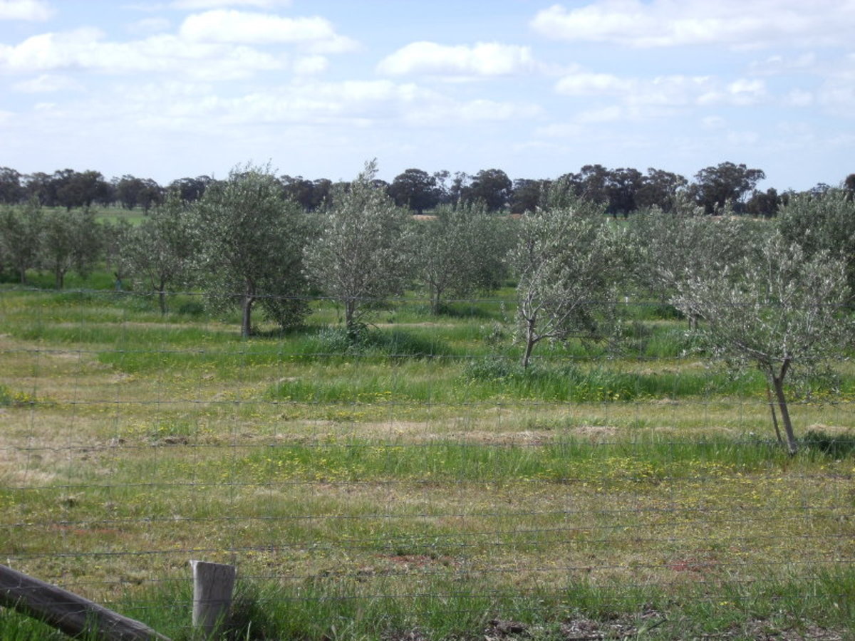 Chamberlain's Road, Inglewood