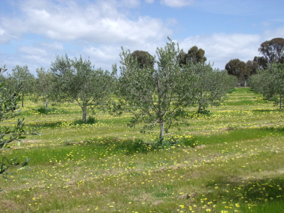 Chamberlain's Road, Inglewood