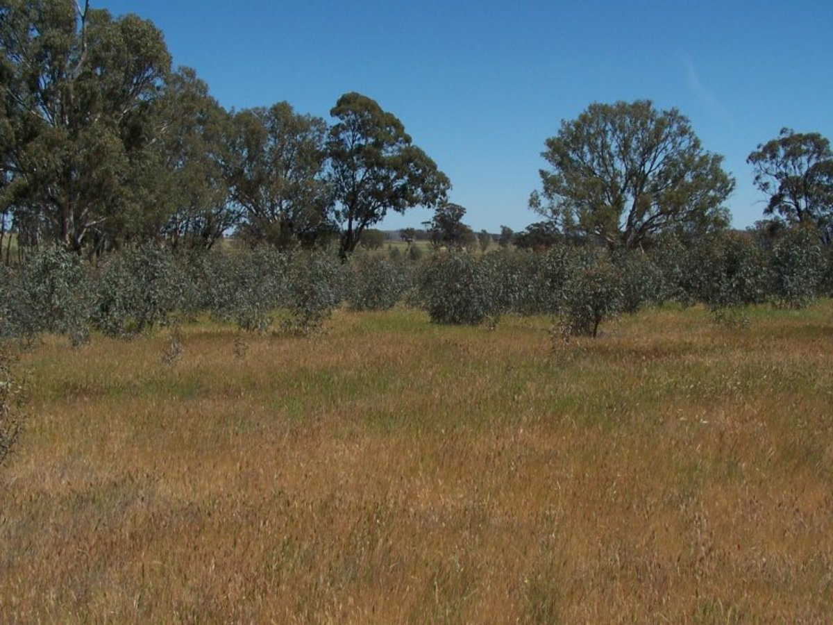 Old Canfields Road, Korong Vale