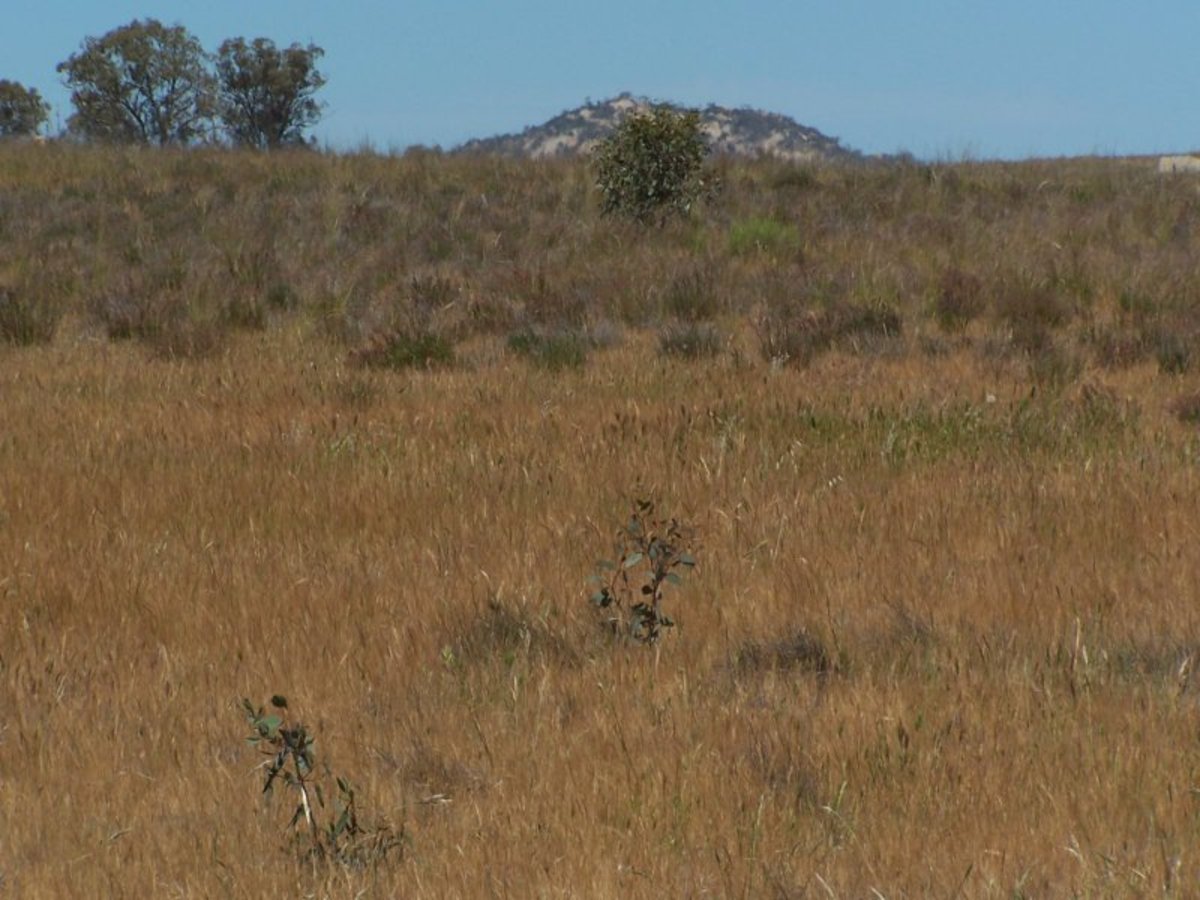 Old Canfields Road, Korong Vale