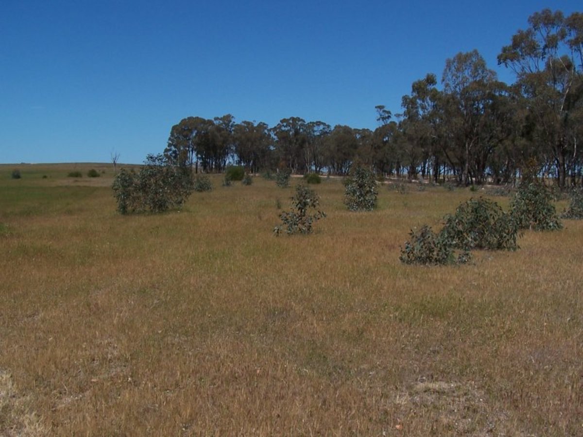 Old Canfields Road, Korong Vale