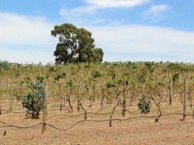 Heathcote