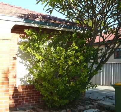 7 Pitt Street, Kensington