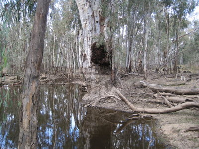 Neils Lane, Murrabit
