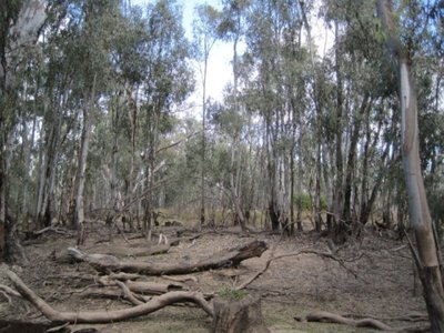 Neils Lane, Murrabit