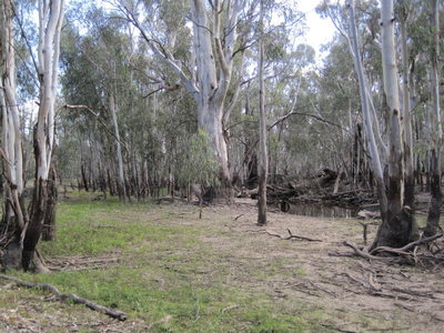 Neils Lane, Murrabit