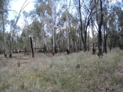 Neils Lane, Murrabit